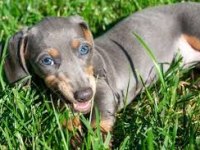 Renk Renk Bir Çok Seçenek İle Egzotik Dachshund