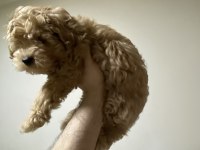 A KALİTE MALTİPOO