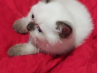 British blue point shorthair yavrularımız