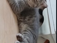 Minik Şirin Kedim