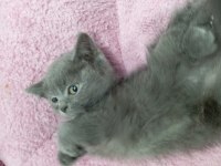 2 aylık british shorthair gri kedimiz