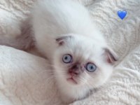 Scottish fold merkür dişi kalıcı yuva arıyoruz