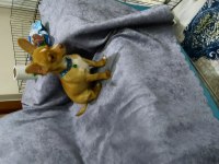 3 aylık eğitimli chihuahua