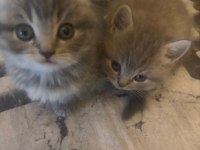 45 günlük bebek kediler