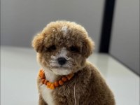 Apricot toy poodle bebeklerimiz