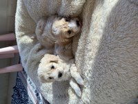 Maltipoo yavru köpekler
