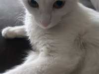Beyaz ve siyah ankara kedisi ve tekir kedimiz