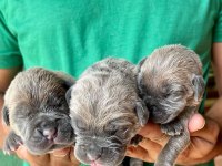 Cane Corso yavrumuz