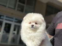 Pomeranian Boo Yavruları