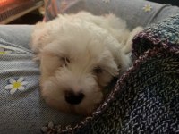 2 aylık dişi maltese terrier