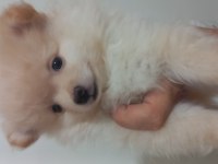 2 Aylık pomeranian yavrular