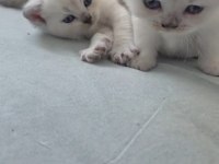 A KALİTE YAVRU KEDİLER