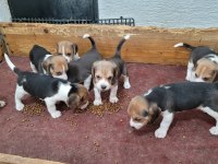 Safkan ırk garantili beagle yavrular