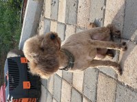 Yetişkin orjinal toy poodle erkek eğitimli