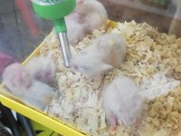 GONZALES, SURİYE HAMSTER VE PANDA MİCE
