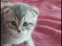 Scottish fold dişi