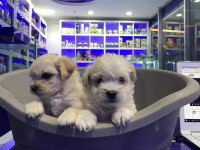 Maltese Terrier