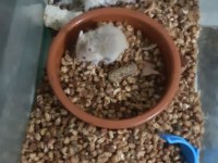 Uygun fiyatlı gonzales hamster