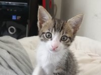 2 AYLIK ANNESİZ YAVRU KEDİLER
