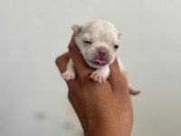 EXOTİC FRENCH BULLDOG YAVRULARIM REZERVEYE AÇIKTIR