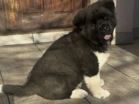 Safkan american akita yavruları