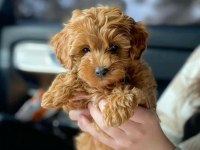 Maltipoo yavrularımız tüy dökmezler