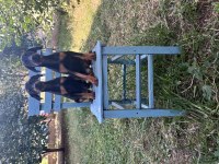 KİNG DOBERMAN YAVRULARİMİZ