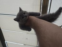 1.5 aylık british shorthair yavrumuz