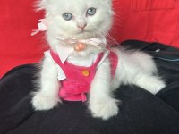 Scottish fold mavi gözlü