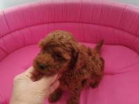 Petmode köpek çiftliğinde ziyarete açık toy poodle