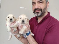 Bebek yüzlü golden retriever yavrularımız