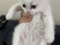 British shorthair yavrular