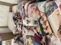 Blue Point yavru british shorthair