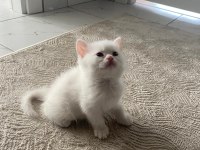 2 Aylık british Shorthair beyaz