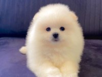 Safkan pomeranian boo yavruları