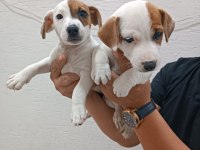 Jack Russell yavrularımız ırk garantilidir