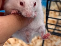 Bir kahve rengi bir süt beyaz 2 adet hamster