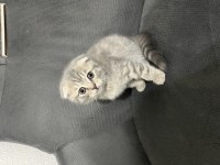 Scottish fold british shorthair