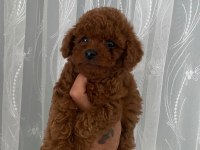 Kore erkek toy poodle bebekler