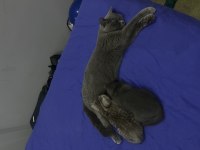 2 aylık british shorthair