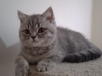 British shorthair prensesimiz yeni ailesini arıyor