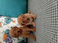 Toy poodle yavrularımız