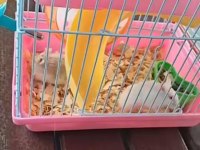 Satılık Hamster Yavrusu Daha Ufak Kafesi İle Verilecek