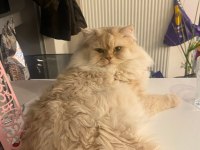 ERKEK CHİNCHİLLA KEDİSİ