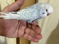 36 Günlük Jumbo Erkek Bebek Muhabbet Kuşu