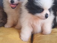 Pomeranian Yavrular