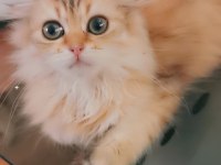 Full şecereli şampiyon ebeveynlere sahip scottish fold