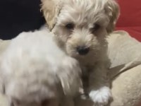Bugüne özel tatlı maltipoo yavrumuz