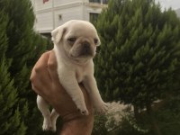 Pug ev ortamında olup beyaz ve siyah renkte bulunur