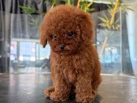 4 Aylık Aşılı Eğitimli Red Toy Poodle